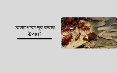 তেলাপোকা দূর করার উপায়