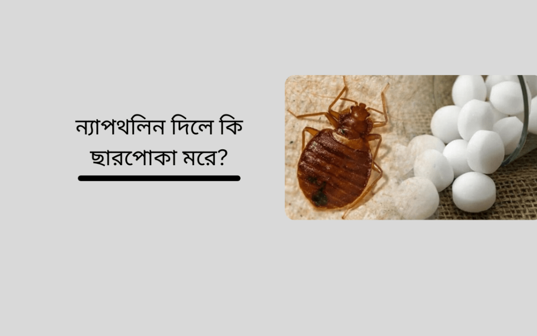 ন্যাপথলিন দিলে কি ছারপোকা মরে?