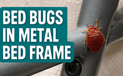 Bed Bugs in Metal Bed Frame