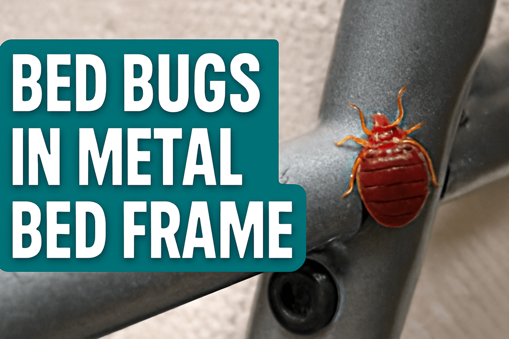 Bed Bugs in Metal Bed Frame