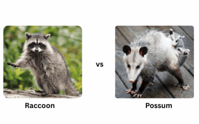 Raccoon vs Possum