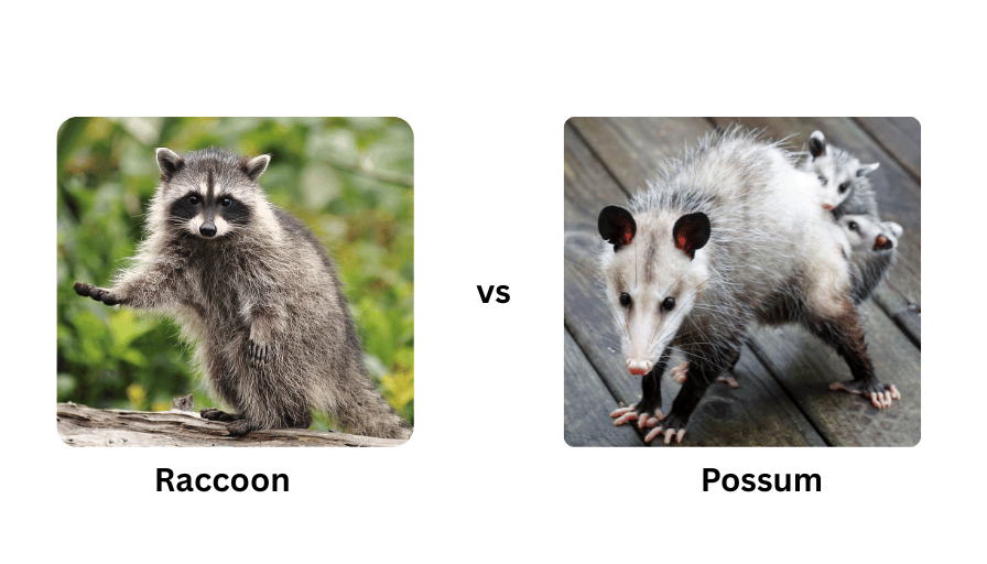 Raccoon vs Possum