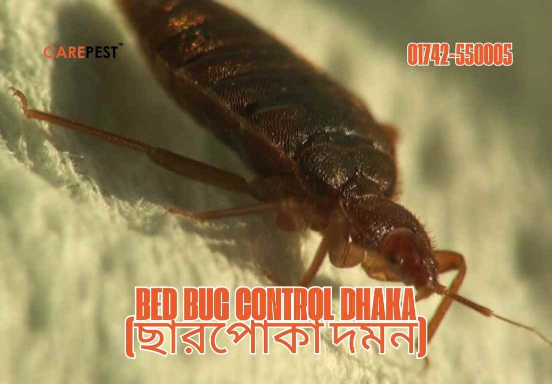Bed Bug Control Dhaka (ছারপোকা দমন)