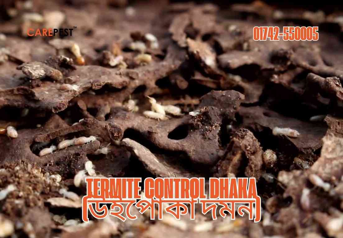 Termite Control Dhaka (উইপোকা দমন)