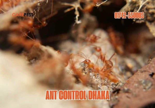 Ant Control Dhaka