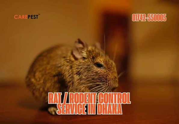 Rat Rodent Control Dhaka